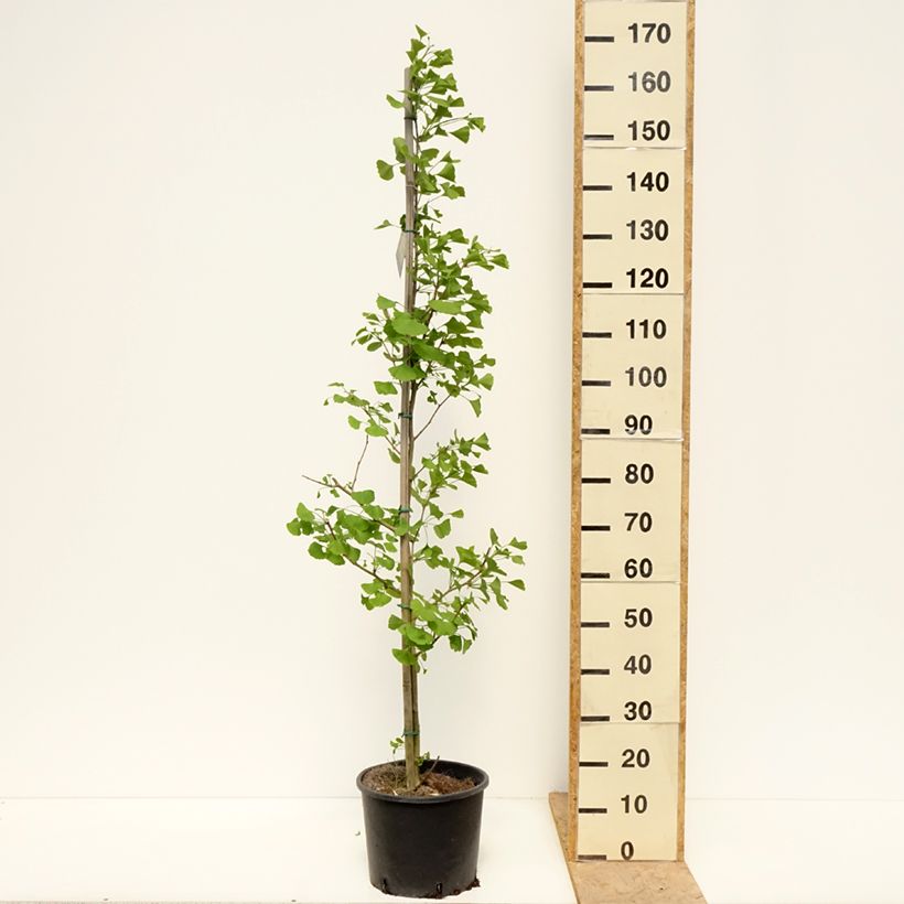 Example of Ginkgo biloba fastigiata Gold Flame - Fächerblattbaum Topf mit 7,5L/10L as you get in printemps