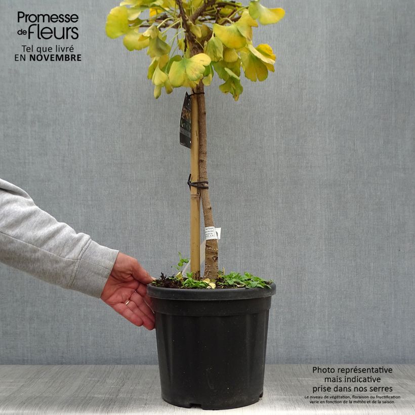 Exemplar von Ginkgo biloba Mariken - Fächerblattbaum Topf mit 7,5L/10L, Stamm wie im Herbst geliefert