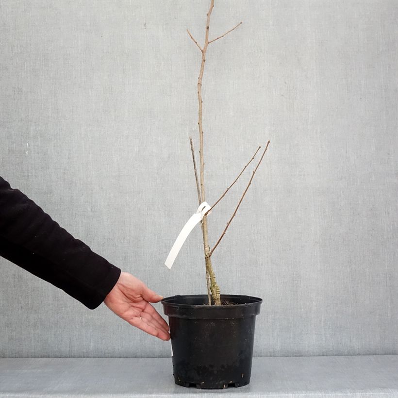 Exemplar von Ginkgo biloba Menhir - Fächerblattbaum Topf mit 4L/5L wie im Winter geliefert