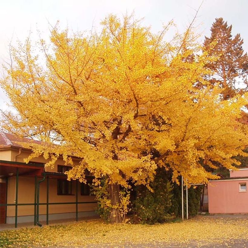 Ginkgo biloba - Fächerblattbaum (Plant habit)