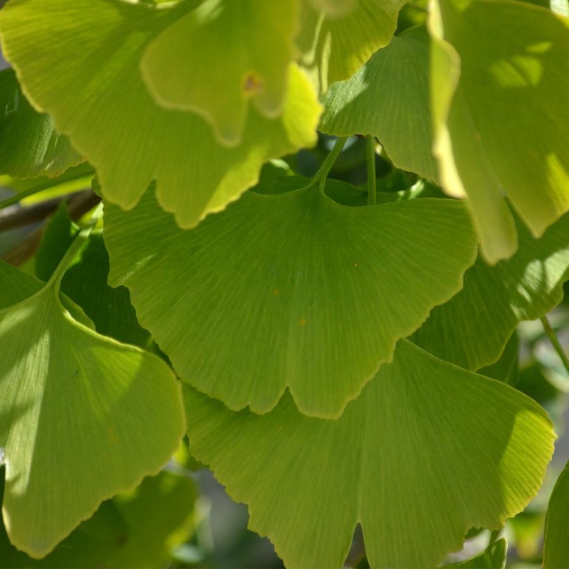 Ginkgo biloba - Fächerblattbaum (Foliage)