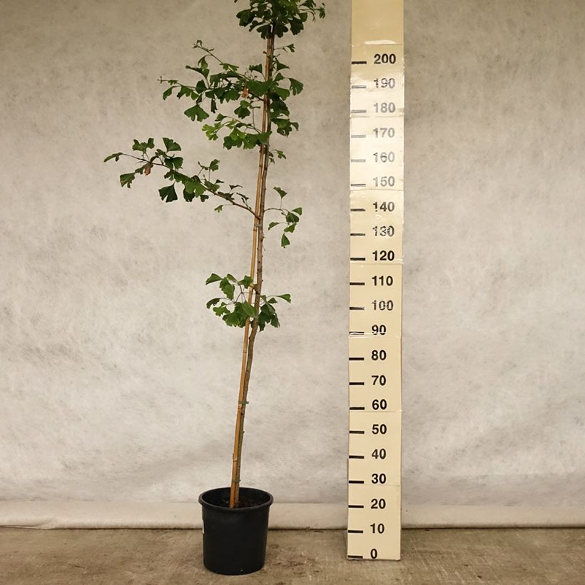 Exemplar von Ginkgo biloba - Fächerblattbaum Topf mit 6L/7L wie im Sommer geliefert