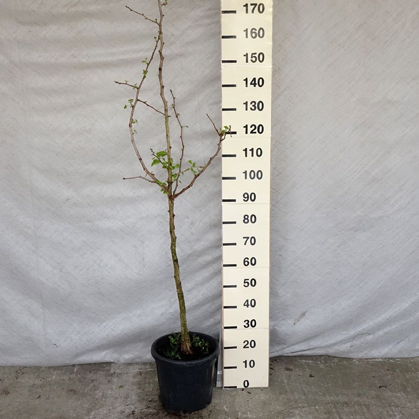 Example of Ginkgo biloba - Fächerblattbaum Topf mit 7,5L/10L as you get in printemps