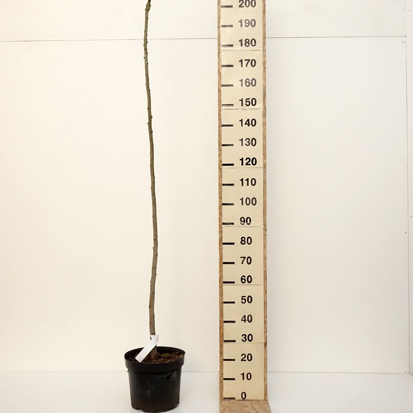 Exemplar von Ginkgo biloba Pendula - Arbre aux quarante écus Pot de 12L/15L, Tige, sur tige wie im Winter geliefert