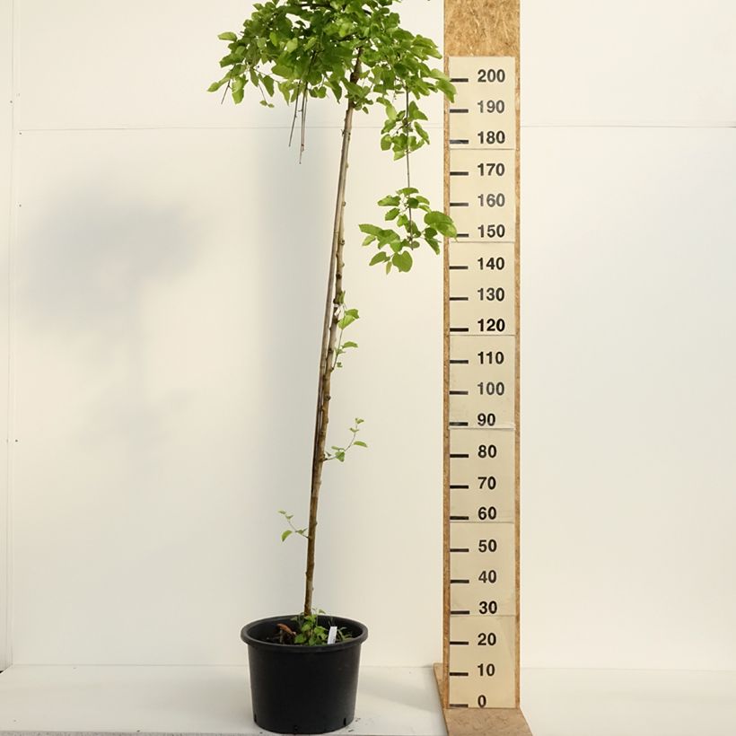 Exemplar von Ginkgo biloba Pendula - Fächerblattbaum Topf mit 12L/15L, Stamm wie im Frühjahr geliefert
