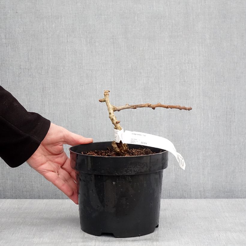 Exemplar von Ginkgo biloba Troll - Fächerblattbaum Topf mit 2L/3L wie im Winter geliefert