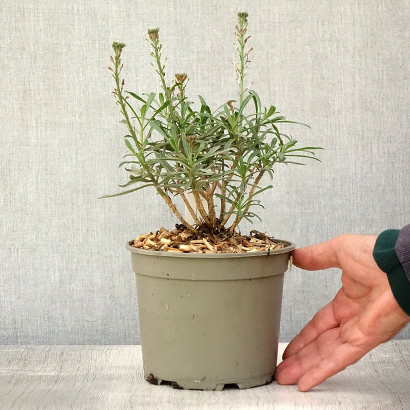 Exemplar von Garten-Goldlack Bowles Mauve - Erysimum Topf mit 2L/3L wie im Herbst geliefert
