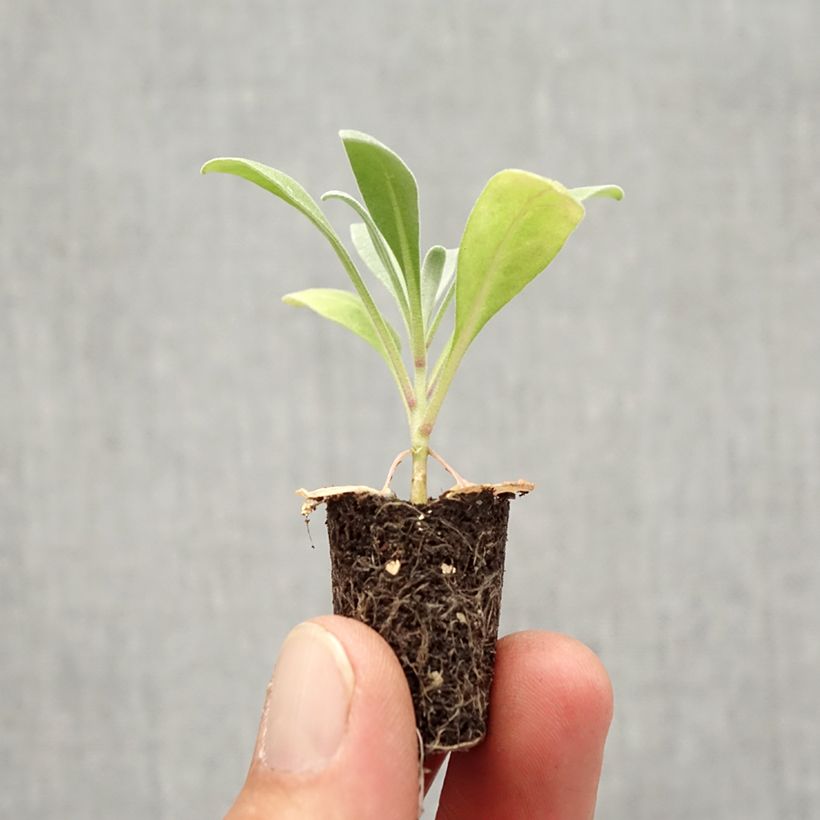 Exemplar von Levkoje Heritage Scarlet - Matthiola incana Mini-Plug Ø 1,5/2,5 cm wie im Herbst geliefert