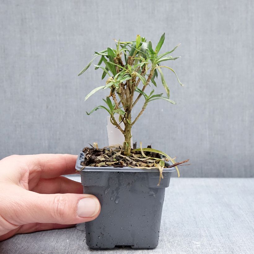 Exemplar von Giroflée vivace - Erysimum Colour Vibe Orange Kleine Töpfe von 8/9 cm wie im Winter geliefert