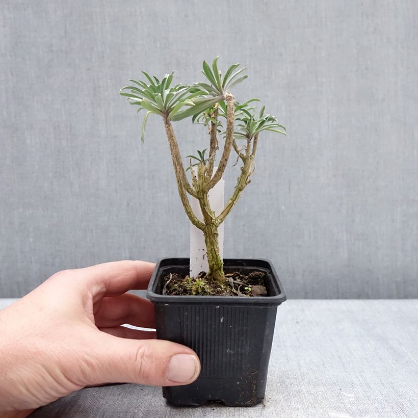 Exemplar von Giroflée vivace - Erysimum Colour Vibe Purple Kleine Töpfe von 8/9 cm wie im Winter geliefert