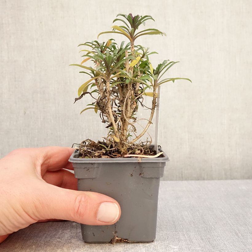 Exemplar von Giroflée vivace - Erysimum Colour Vibe Red Kleine Töpfe von 8/9 cm wie im Winter geliefert