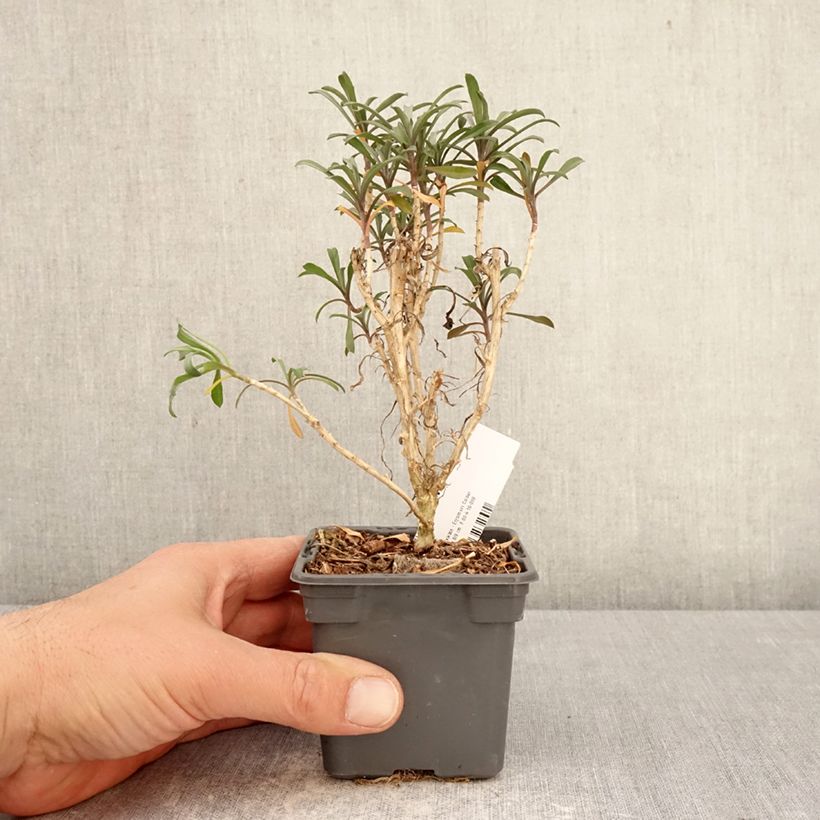 Exemplar von Giroflée vivace - Erysimum Colour Vibe Red Kleine Töpfe von 8/9 cm wie im Frühjahr geliefert