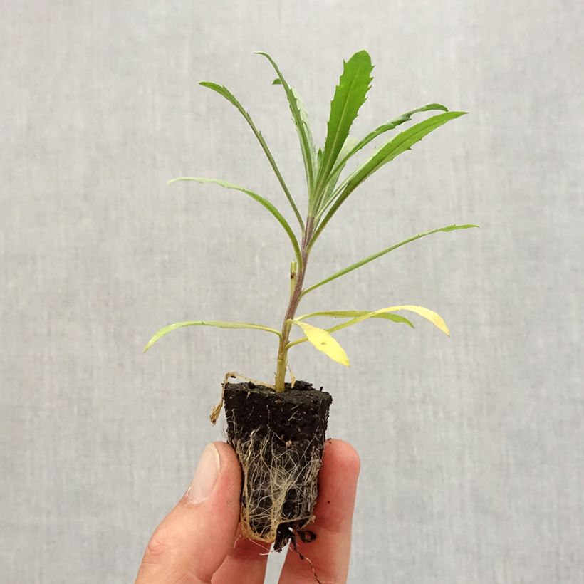 Exemplar von Garten-Goldlack Winter Joy improved - Erysimum Mini-Plug Ø 3/4 cm wie im Herbst geliefert