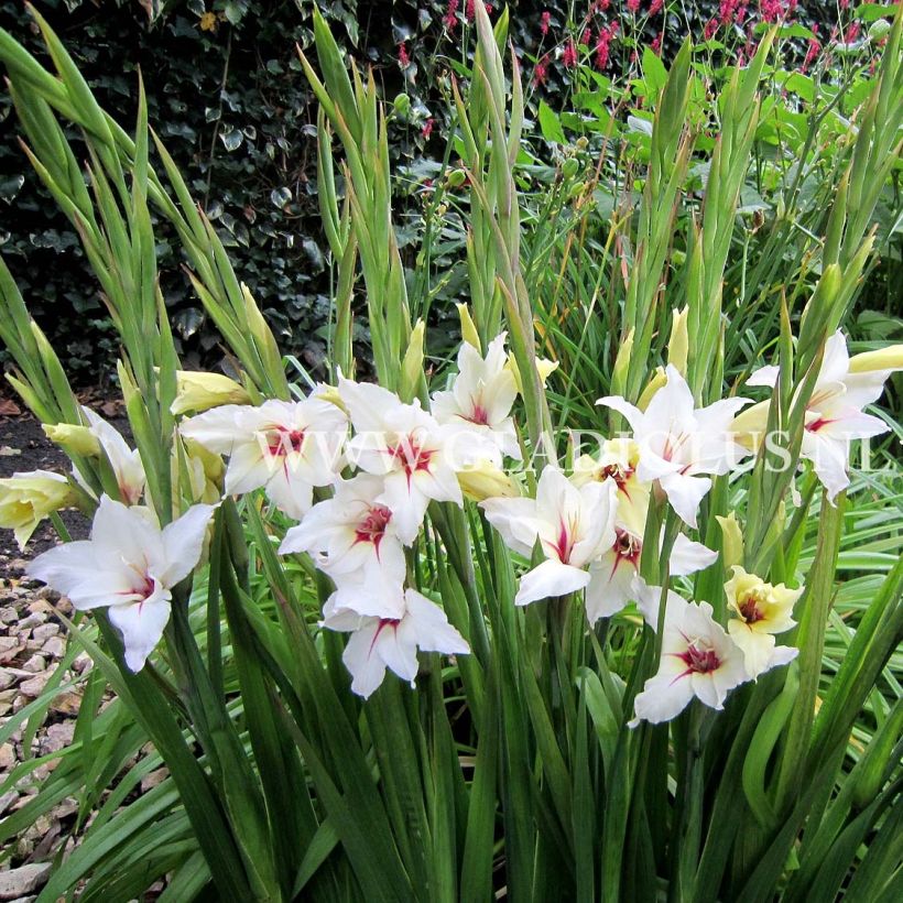Gladiolus callianthus Lucky Star - Abessinische Gladiole (Wuchs)