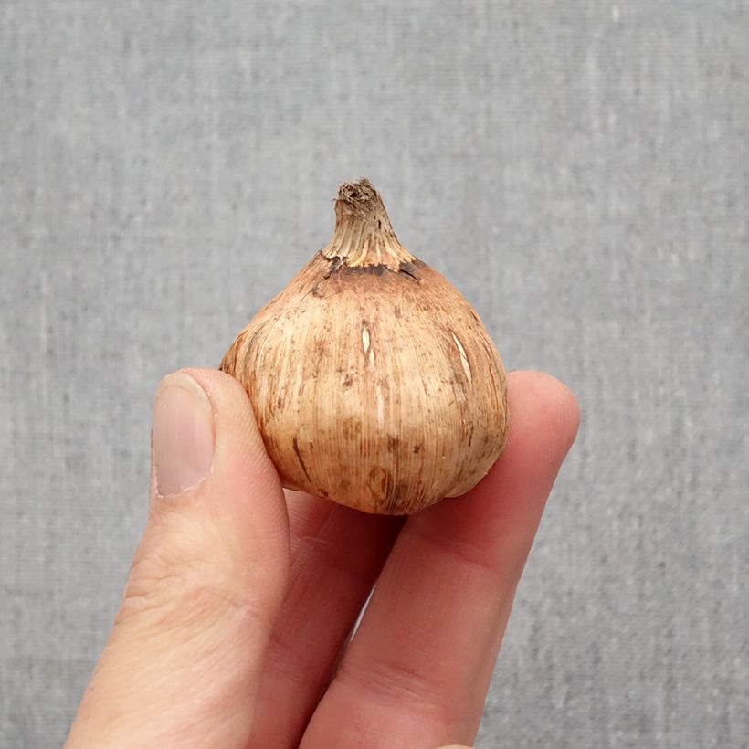 Example of Großblütige Gladiole Mix - Gladiolus Zwiebel Kaliber/Größe 12+ as you get in printemps