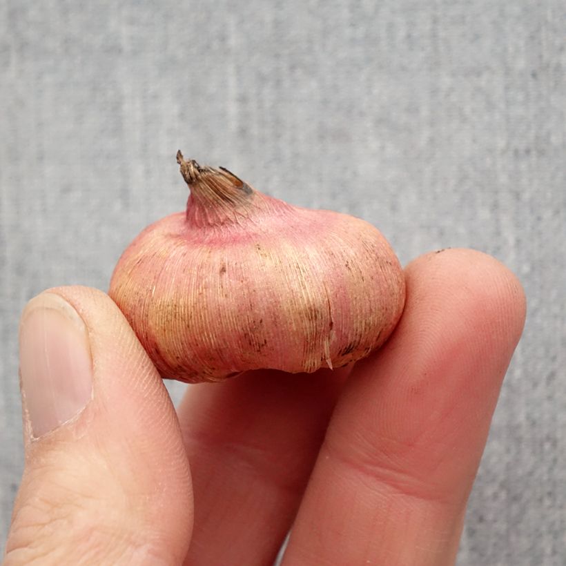 Exemplar von Gladiolus nanus Mix - Gladiole Zwiebel Kaliber/Größe 8+ wie im Frühjahr geliefert