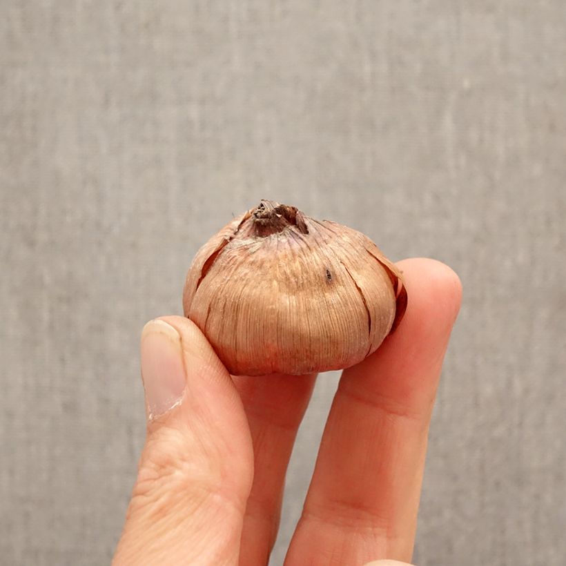 Exemplar von Großblütige Gladiole Cookie - Gladiolus Zwiebel Kaliber/Größe 12+ wie im Frühjahr geliefert