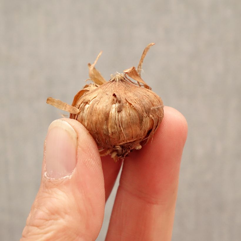 Exemplar von Großblütige Gladiole Glamini Blondy - Gladiolus Zwiebel Kaliber/Größe 8+ wie im Frühjahr geliefert