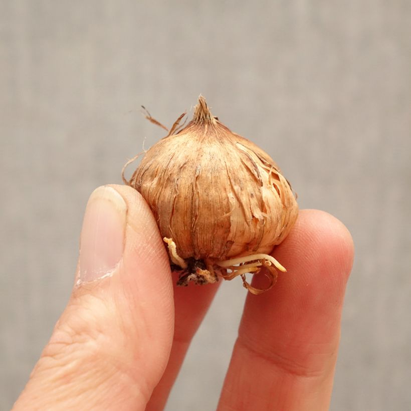 Exemplar von Großblütige Gladiole Glamini Kim - Gladiolus Zwiebel Kaliber/Größe 8+ wie im Frühjahr geliefert