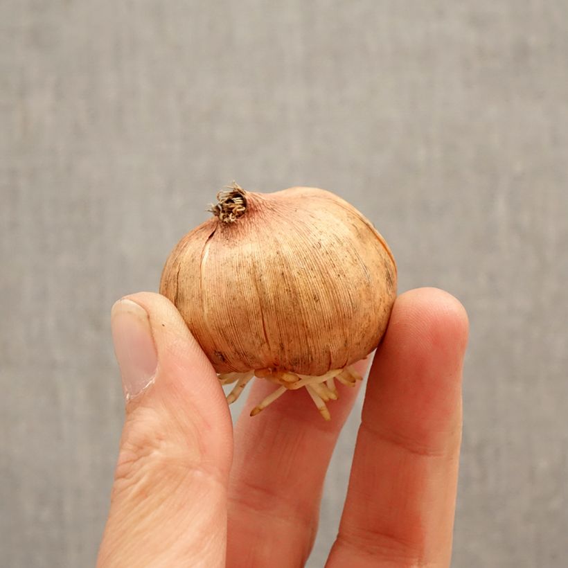 Exemplar von Großblütige Gladiole Hugo - Gladiolus Zwiebel Kaliber/Größe 12/14 wie im Frühjahr geliefert