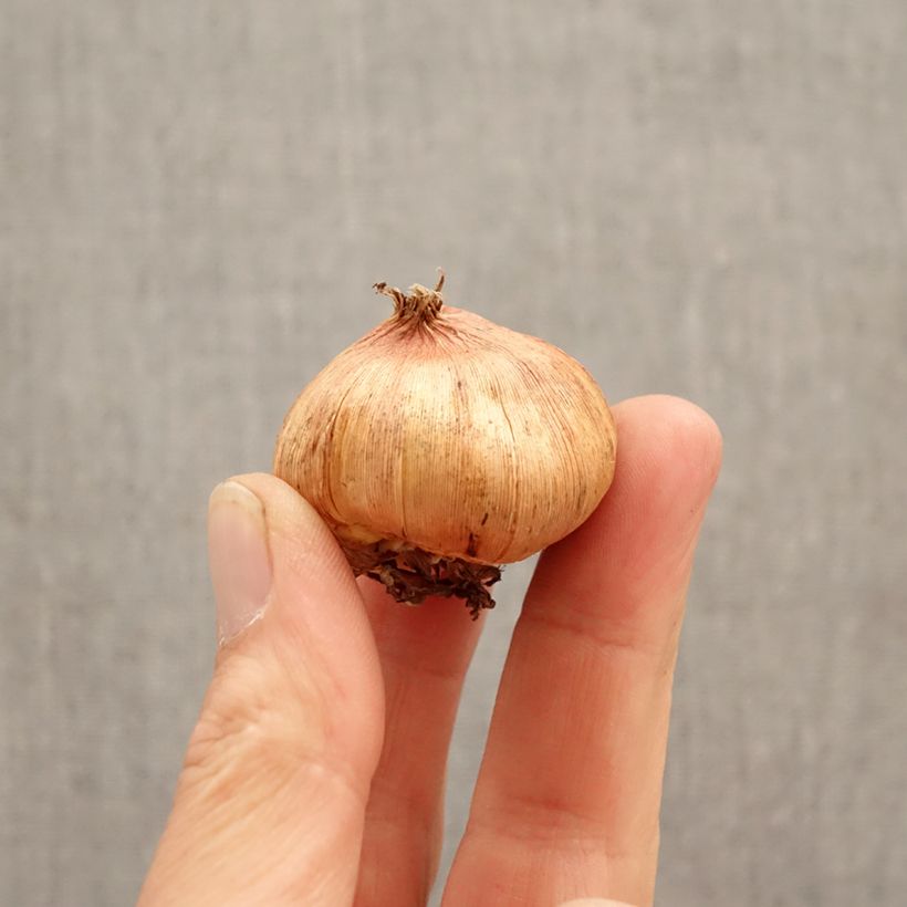 Exemplar von Großblütige Gladiole Tineke - Gladiolus Zwiebel Kaliber/Größe 12/14 wie im Frühjahr geliefert
