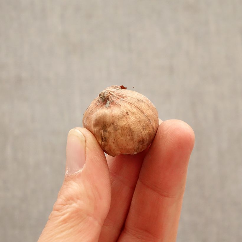 Exemplar von Kleinblütige Gladiole Glamini Tom - Gladiolus Zwiebel Kaliber/Größe 8+ wie im Frühjahr geliefert