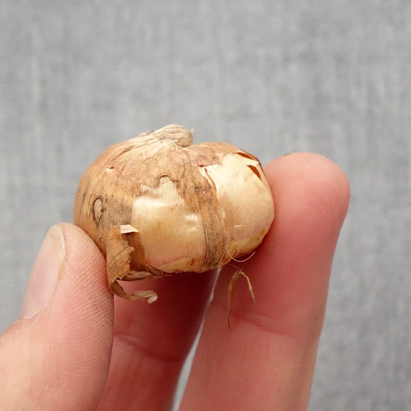 Exemplar von Gladiolus colvillei Frozen Sparks - Zwerg-Gladiole Zwiebel Kaliber/Größe 10+ wie im Frühjahr geliefert