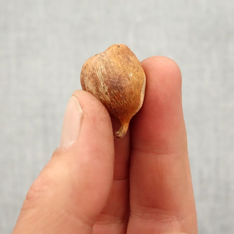 Exemplar von Gladiolus byzantinus Whistling Jack Zwiebel Kaliber/Größe 6+ wie im Frühjahr geliefert