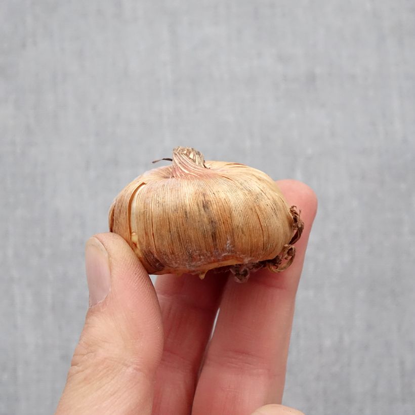 Example of Großblütige Gladiole Adrenaline - Gladiolus Zwiebel Kaliber/Größe 12+ as you get in printemps