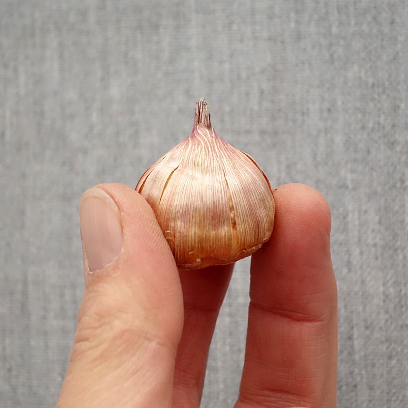 Exemplar von Großblütige Gladiole Bimbo - Gladiolus Zwiebel Kaliber/Größe 10/12 wie im Frühjahr geliefert