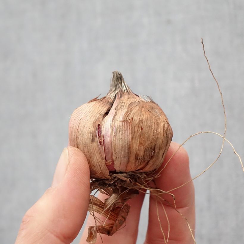 Exemplar von Großblütige Gladiole Black Surprise - Gladiolus Zwiebel Kaliber/Größe 12+ wie im Frühjahr geliefert