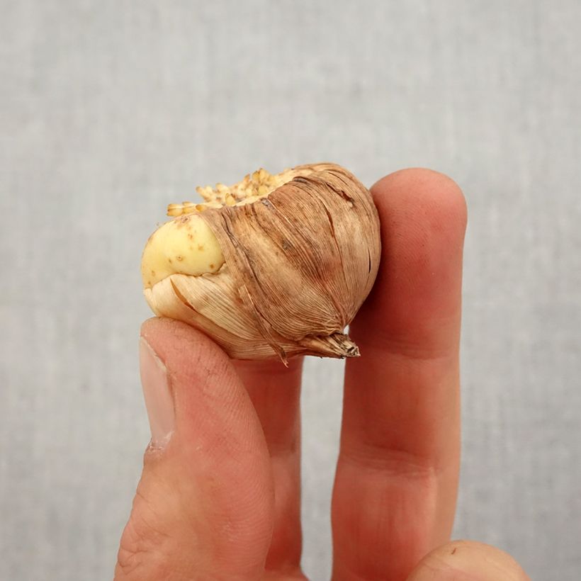 Exemplar von Großblütige Gladiole Bossa Nova - Gladiolus Zwiebel Kaliber/Größe 10/12 wie im Frühjahr geliefert