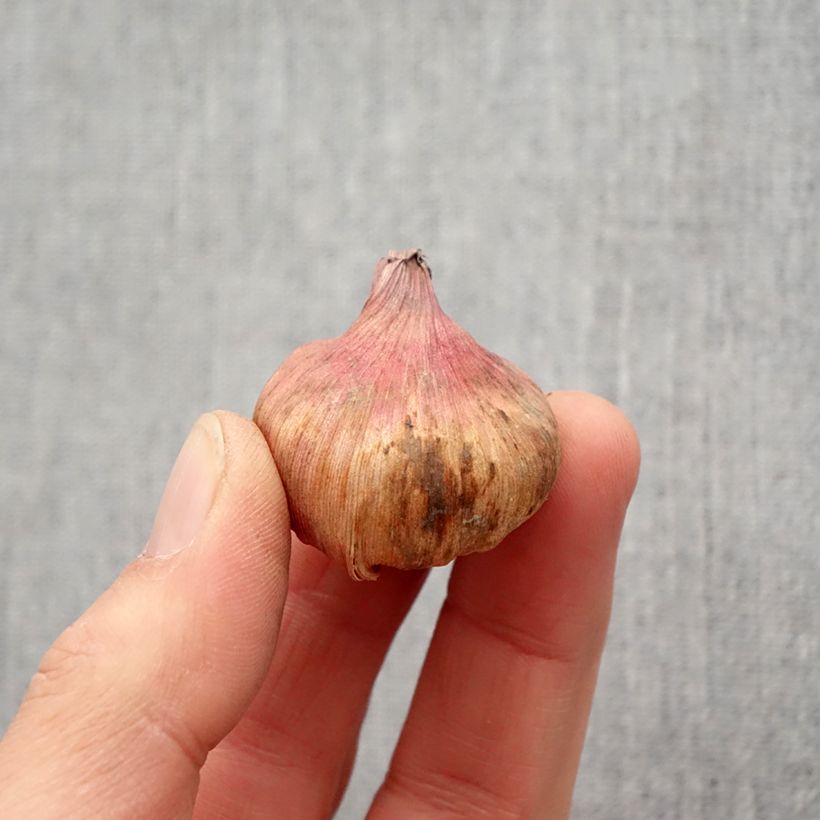 Example of Gladiolus carneus Albidus - Gladiole Zwiebel Kaliber/Größe 6+ as you get in printemps