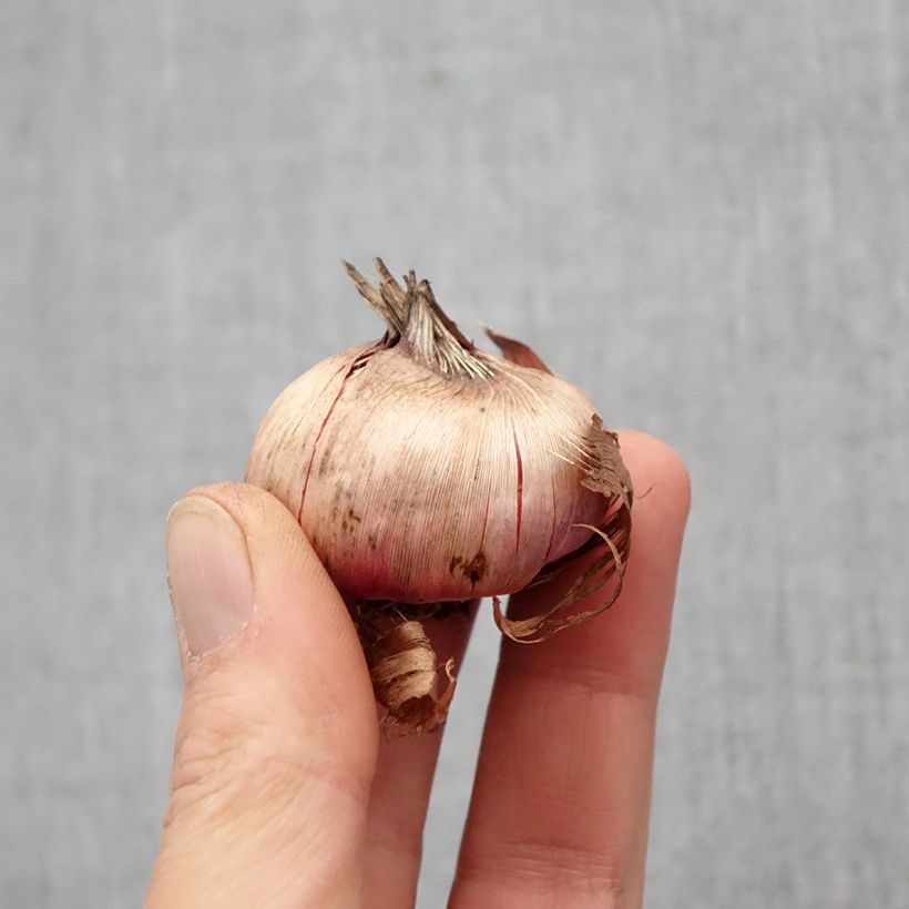 Exemplar von Großblütige Gladiole Cayenne - Gladiolus Zwiebel Kaliber/Größe 12/14 wie im Frühjahr geliefert