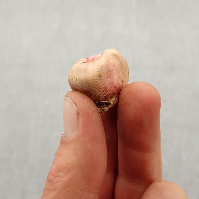 Exemplar von Gladiolus colvillei Galaxian - Zwerg-Gladiole Zwiebel Kaliber/Größe 8+ wie im Frühjahr geliefert