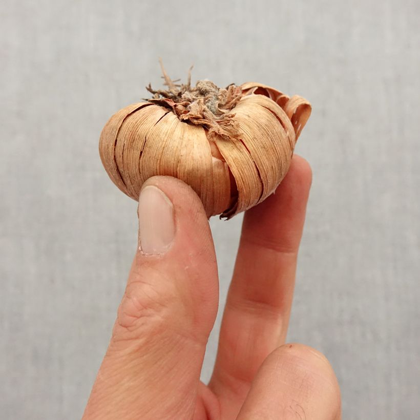 Exemplar von Großblütige Gladiole Conca d'Oro - Gladiolus Zwiebel Kaliber/Größe 12+ wie im Frühjahr geliefert