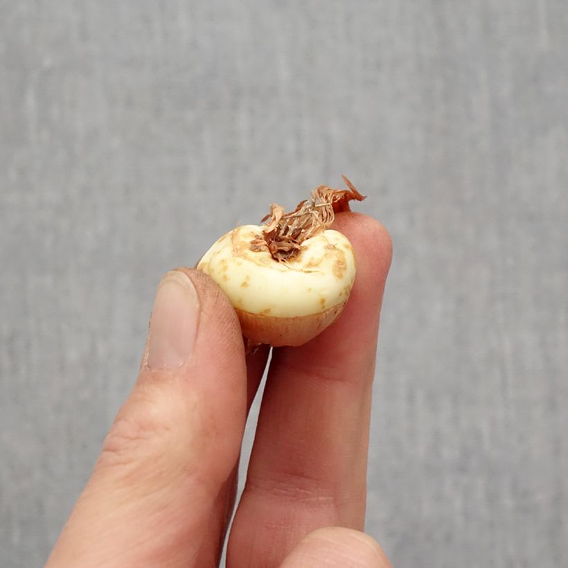 Exemplar von Großblütige Gladiole Dusk - Gladiolus Zwiebel Kaliber/Größe 14+ wie im Frühjahr geliefert