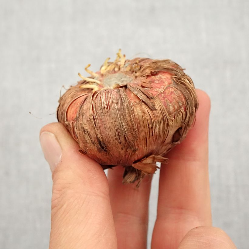 Exemplar von Großblütige Gladiole Espresso - Gladiolus Zwiebel Kaliber/Größe 14+ wie im Frühjahr geliefert