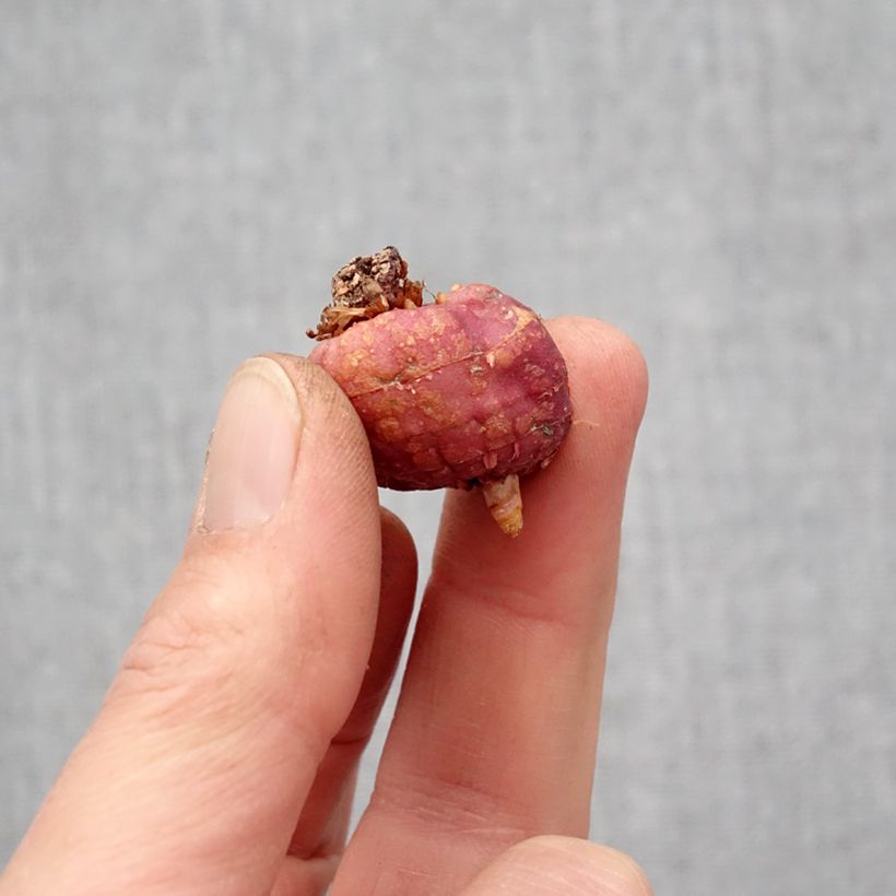 Exemplar von Großblütige Gladiole Glamourglad Flevo Cool - Gladiolus Zwiebel Kaliber/Größe 10+ wie im Frühjahr geliefert