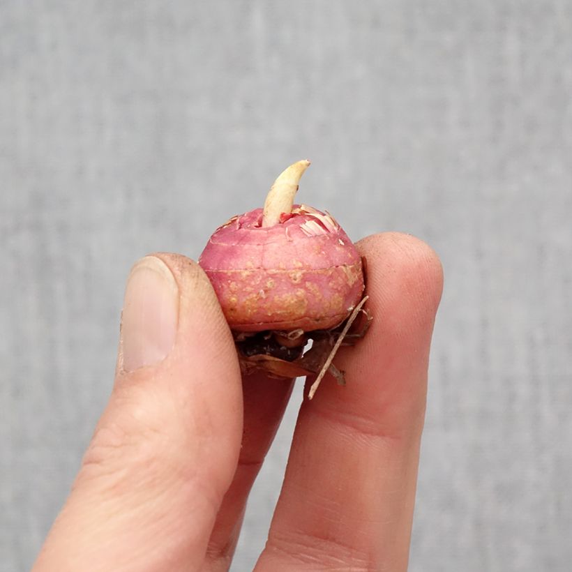 Exemplar von Großblütige Gladiole Fragrant Lady - Gladiolus Zwiebel Kaliber/Größe 10+ wie im Frühjahr geliefert