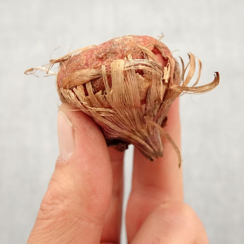 Exemplar von Großblütige Gladiole Green Star - Gladiolus Zwiebel Kaliber/Größe 14+ wie im Frühjahr geliefert