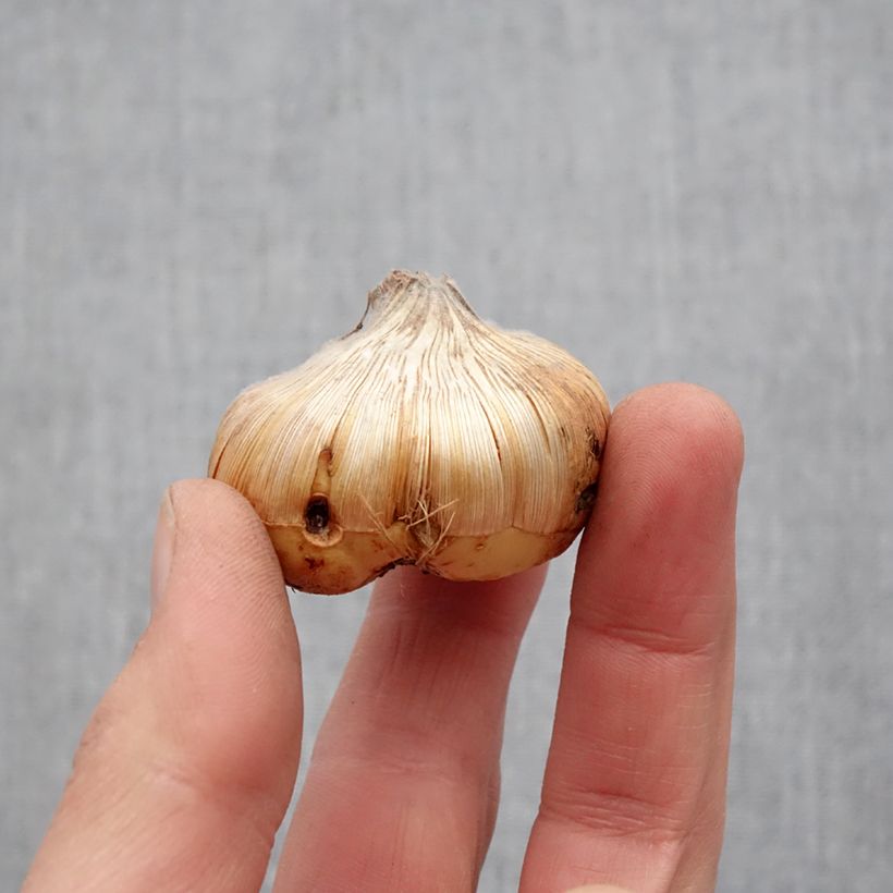 Exemplar von Großblütige Gladiole Home Coming - Gladiolus Zwiebel Kaliber/Größe 14+ wie im Frühjahr geliefert