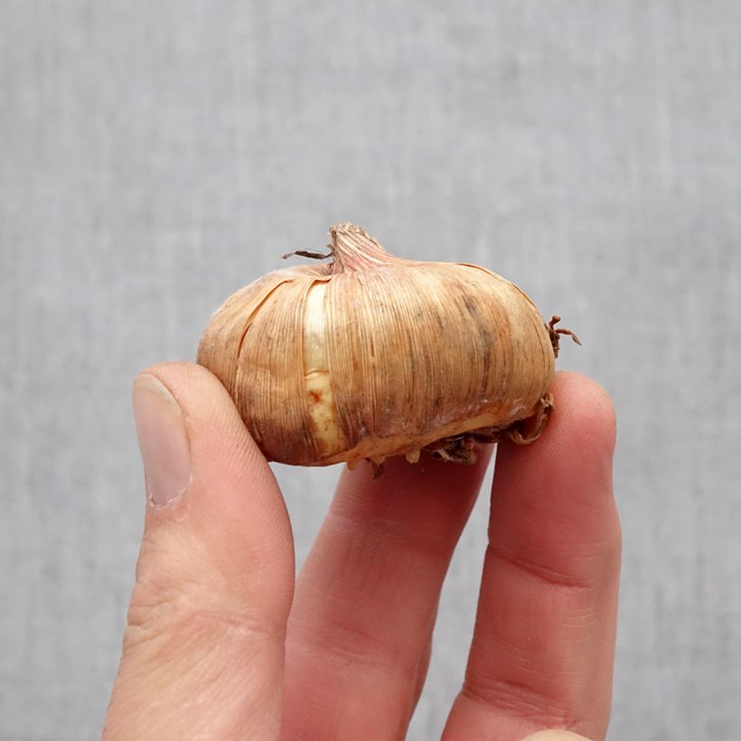 Exemplar von Großblütige Gladiole Invitatie - Gladiolus Zwiebel Kaliber/Größe 11+ wie im Frühjahr geliefert