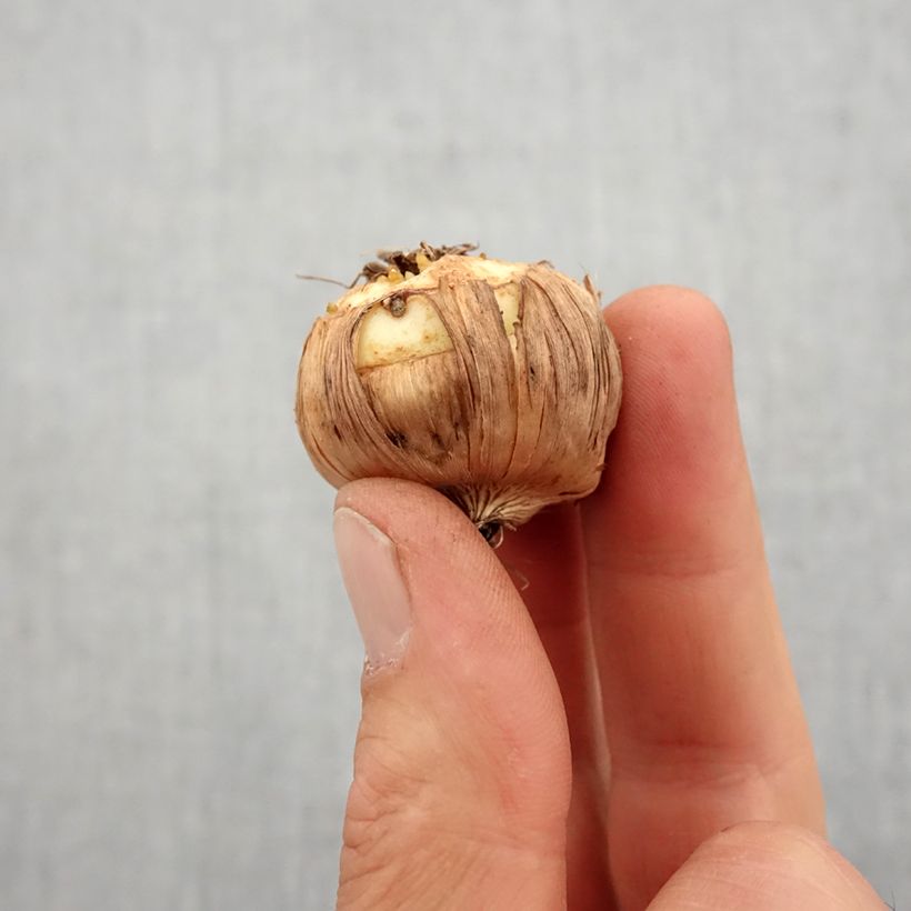 Example of Großblütige Gladiole Mon Amour - Gladiolus Zwiebel Kaliber/Größe 14+ as you get in printemps