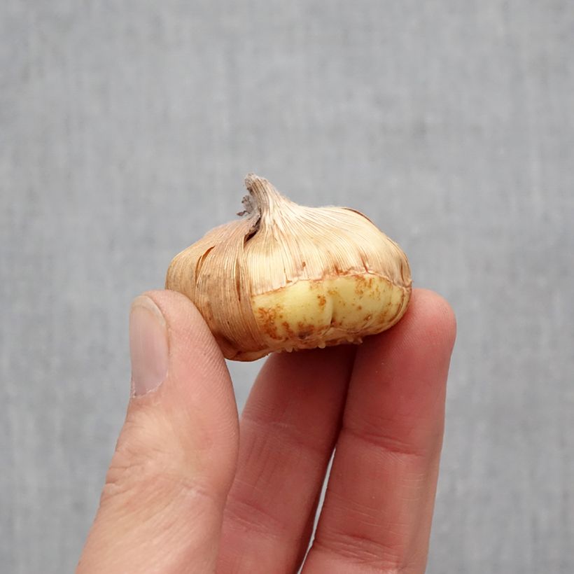 Exemplar von Gladiolus primulinus Angel Kisses - Gladiole Zwiebel Kaliber/Größe 8+ wie im Frühjahr geliefert