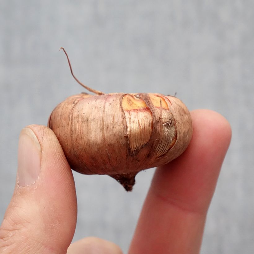 Exemplar von Großblütige Gladiole Ovatie - Gladiolus Zwiebel Kaliber/Größe 10+ wie im Frühjahr geliefert