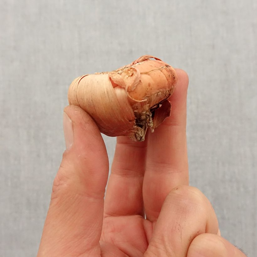 Exemplar von Großblütige Gladiole Peter Pears - Gladiolus Zwiebel Kaliber/Größe 12+ wie im Frühjahr geliefert