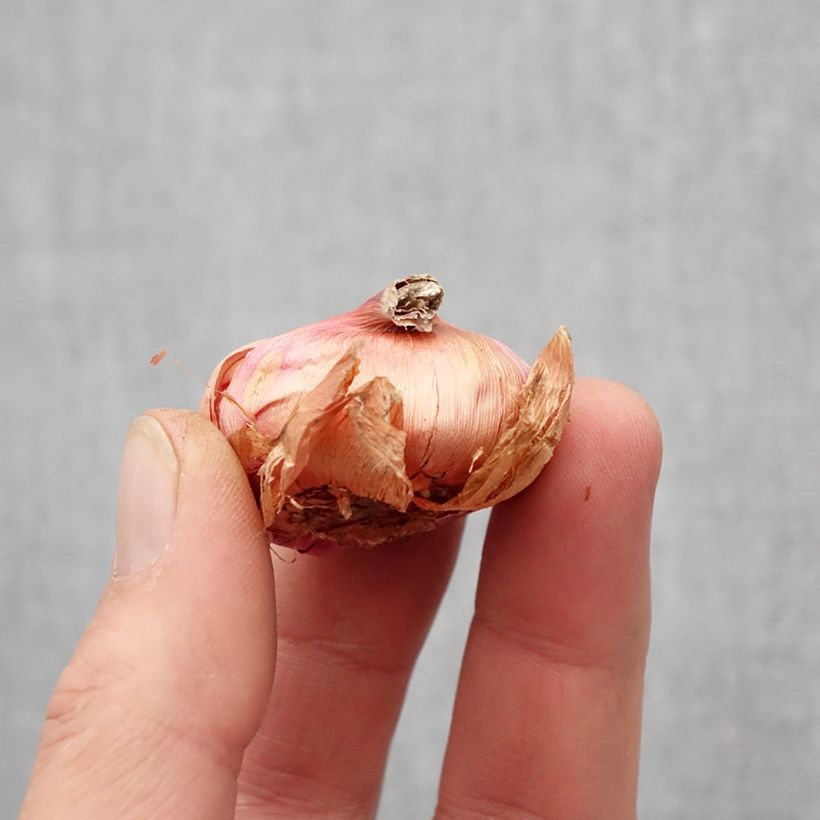 Example of Gladiolus primulinus Atom - Gladiole Zwiebel Kaliber/Größe 8+ as you get in printemps