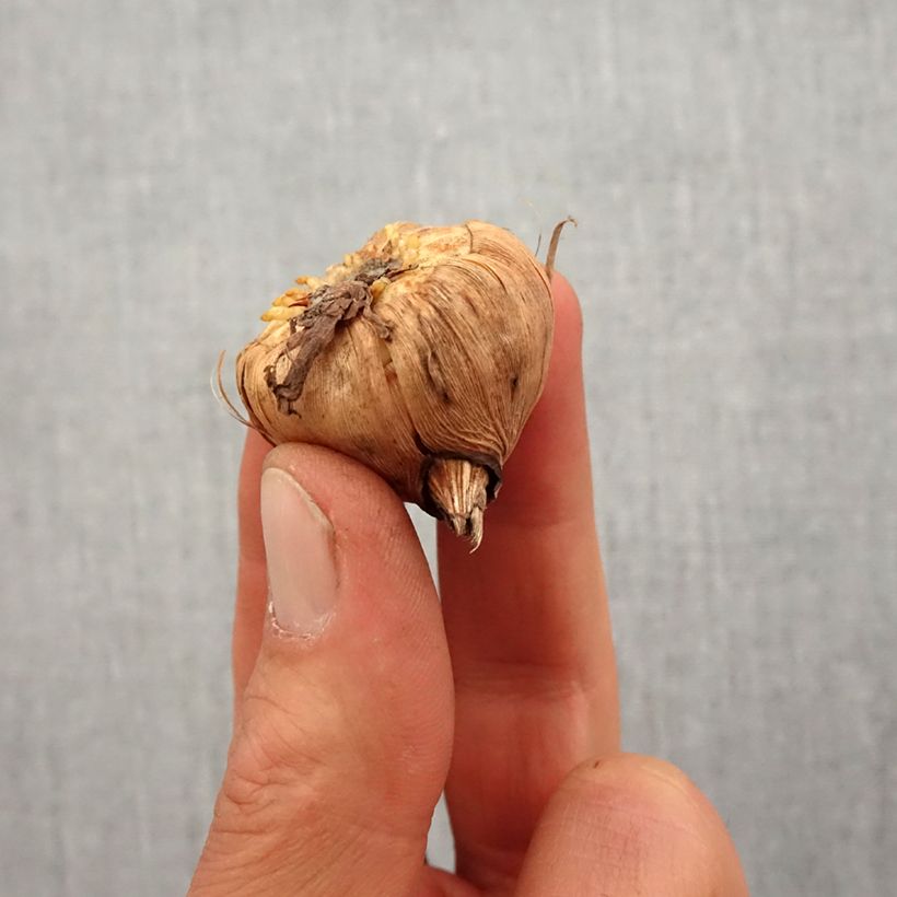 Exemplar von Großblütige Gladiole Princess Margaret Rose - Gladiolus Zwiebel Kaliber/Größe 14+ wie im Frühjahr geliefert