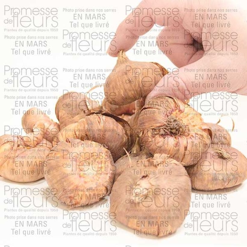 Example of Großblütige Gladiole Priscilla - Gladiolus Zwiebel Kaliber/Größe 14+ as you get